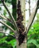 Forest and Western Tent Caterpillars